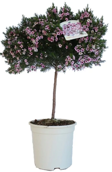 CHAMELAUCIUM (WAX FLOWER) - Viaszvirág törzses K17 50 cm