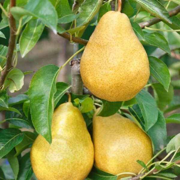 Pyrus communis William bianco - Vilmos körte K10