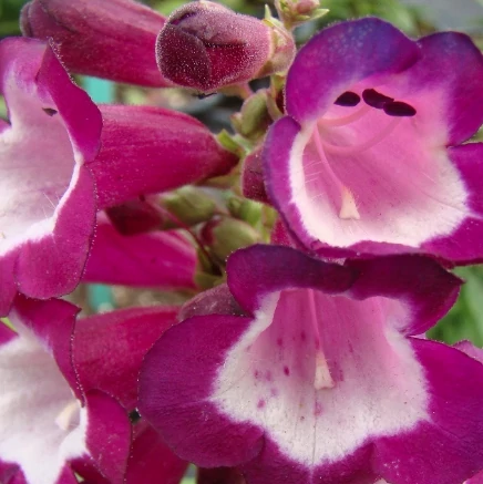 Penstemon hartwegii Phoenix Violet - Bugatölcsér CS14