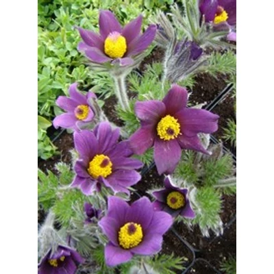 Pulsatilla vulgaris Pinwheel Blue Violet- Bordó nyugati kökörcsin