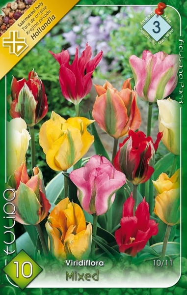 Tulipán virághagyma 10-db-os Viridiflora mix