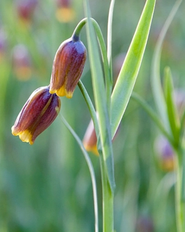 Jub fritillaria uva-vulpis  - Asszír kockásliliom  15 db/cs