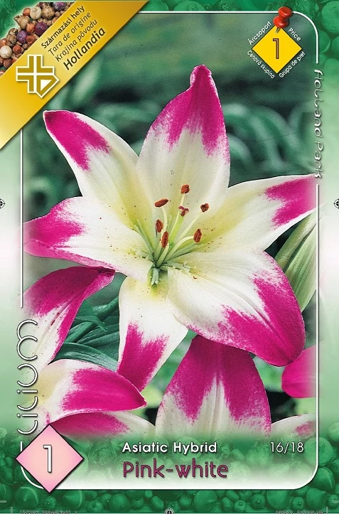 Liliom  Asiatic Pink white 1-db-os