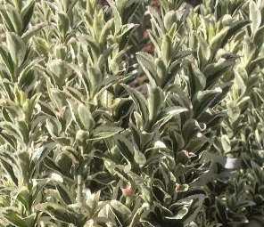 Euonymus White Spire - Tarkalevelű kecskerágó K2 20+
