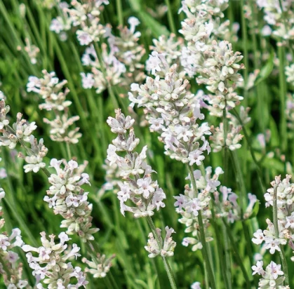 Lavandula angustifolia White Summer CS14