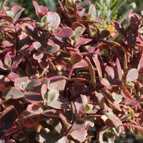 Sedum SunSparkler Wildfire Varjúháj D14