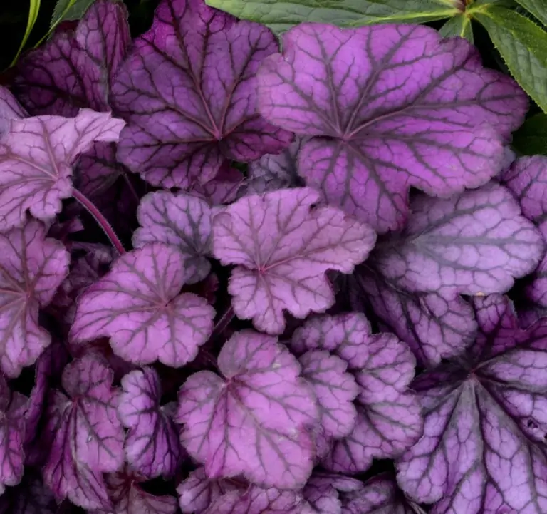 Heuchera Wild Rose - Tűzeső Cs14