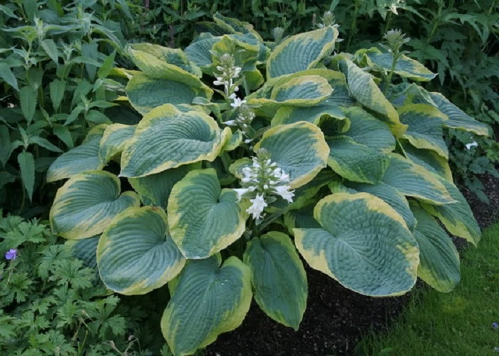 Hosta sieboldiana Frances - Árnyliliom