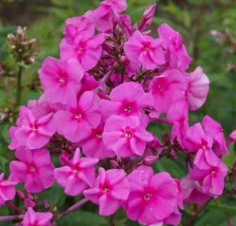 Phlox amplifolia Winnetou - Nagylevelű lángvirág D14