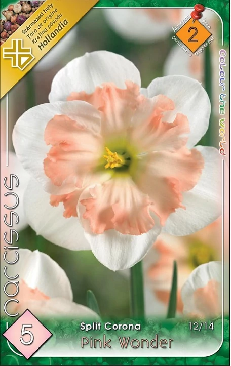 Nárcisz virághagyma 5db-os Pink Wonder