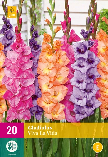 Jub Gladiolus Viva la vida -  kardvirág mix 20 db