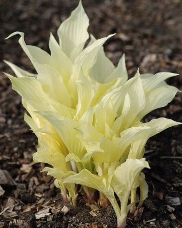 Jub Hosta white feather- Árnyékliliom 1 db