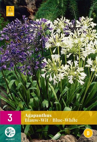 Jub Agapanthus blue-white Szerelemvirág 3 db