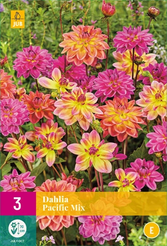 Jub Dahlia Pacific mix -  dália mix 3 db XXL pack