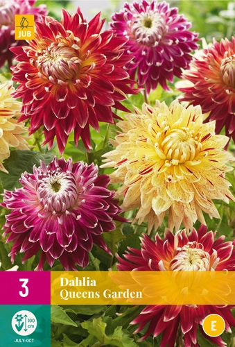 Jub Dahlia Queens Garden -  dália mix 3 db XXL pack