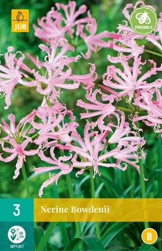 Jub Nerine Bowdenii Csillogó liliom 3 db