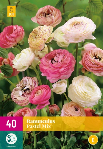 Jub Ranunculus pastel Boglárka mix 40 db