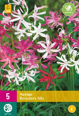 Jub Nerine breeders Csillogó pirosliliom mix 5 db