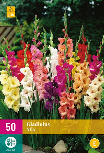 Jub Gladiolus -  kardvirág mix 50 db 10/12