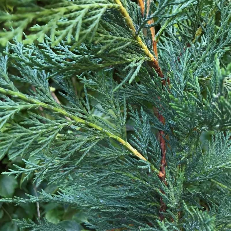 Cupressocyparis leylandii  - Leylandi ciprus 80/100