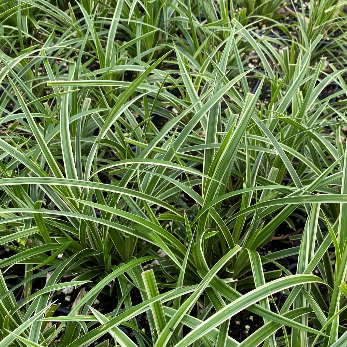 Carex morrowii Ice Dance sás CS9