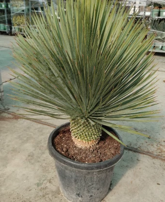 Yucca rostrata green - Pálmaliliom K26 80-100