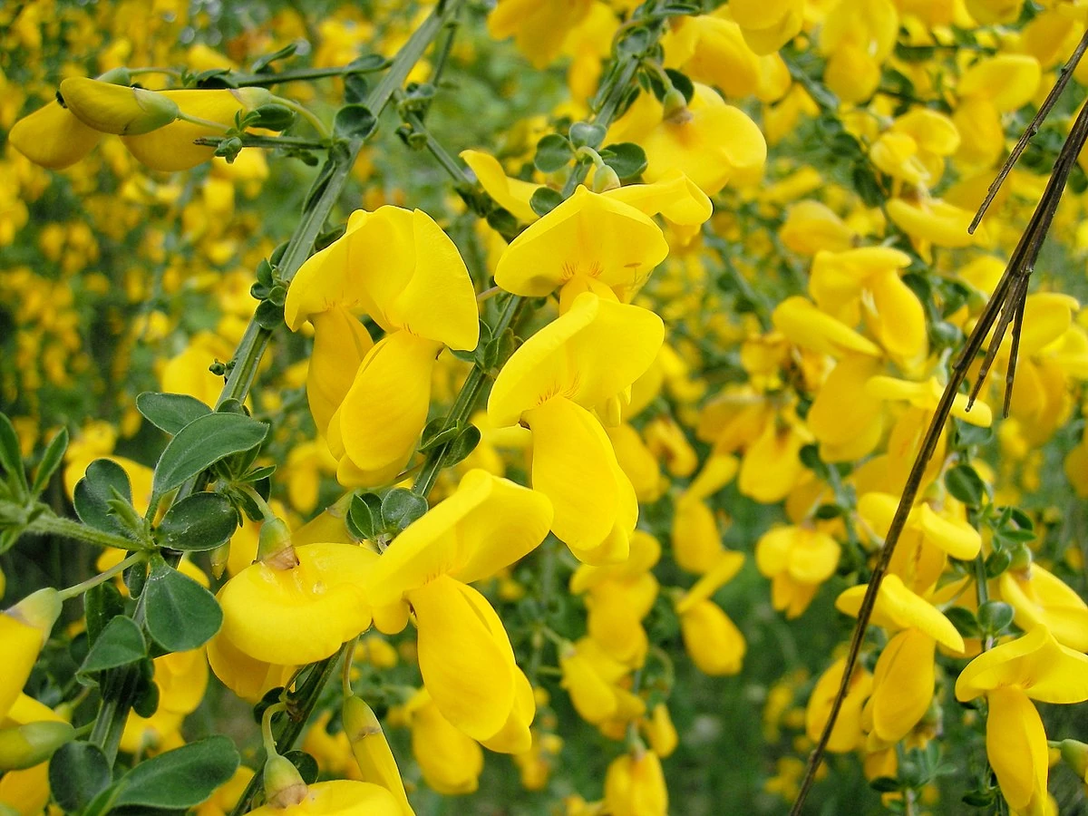 Cytisus Racemosus - Seprűzanót K20 bokor