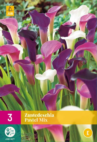 Jub Zantedeschia pastel Kála mix 3 db