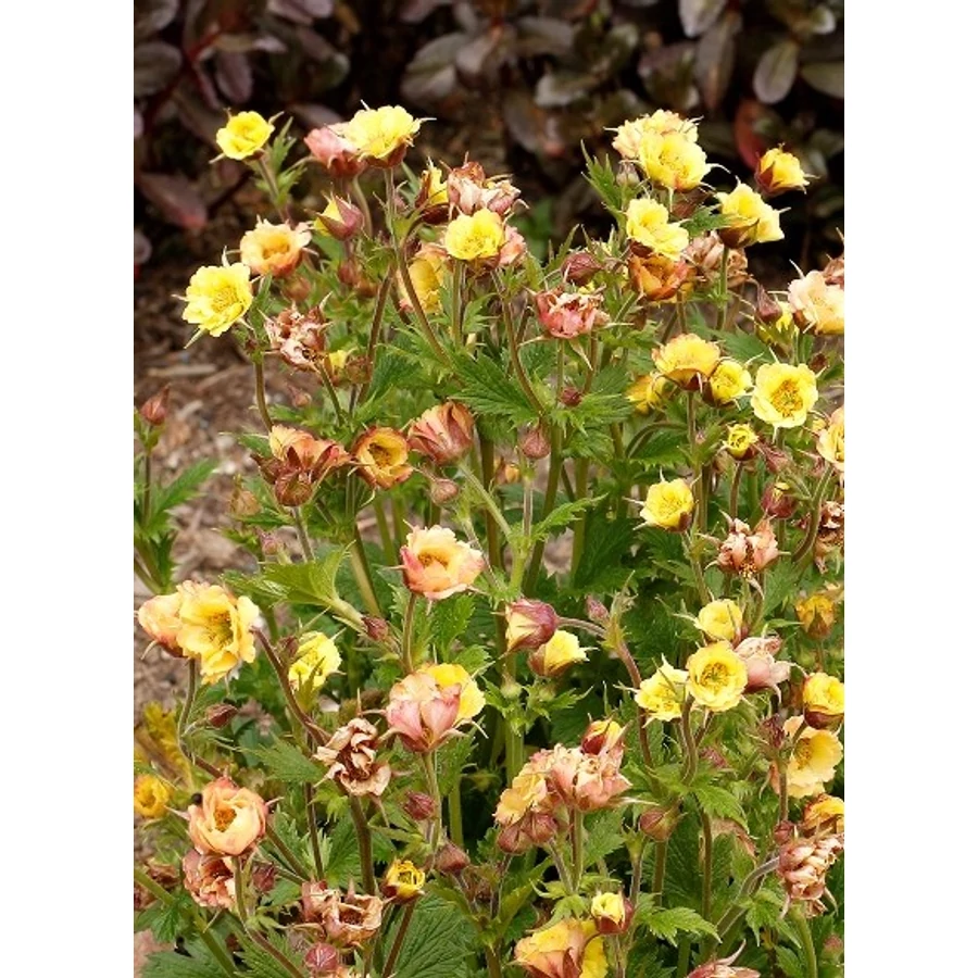 Geum - Gyömbérgyökér Tempo Yellow Cs14