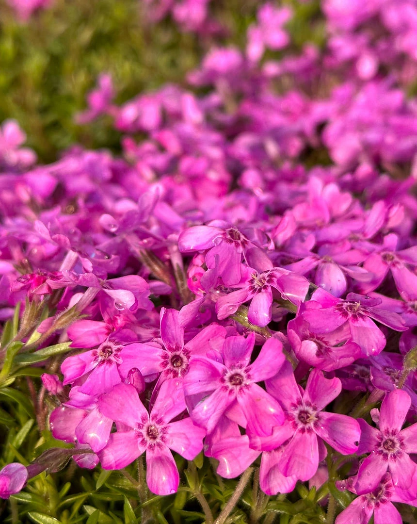 Phlox subulata Fabulous Zwergenteppich Árlevelű lángvirág CS9
